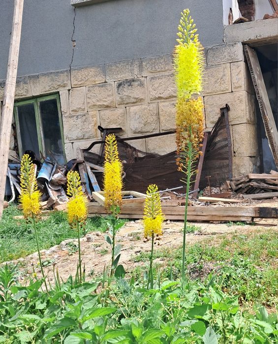 Еремурос в жълто