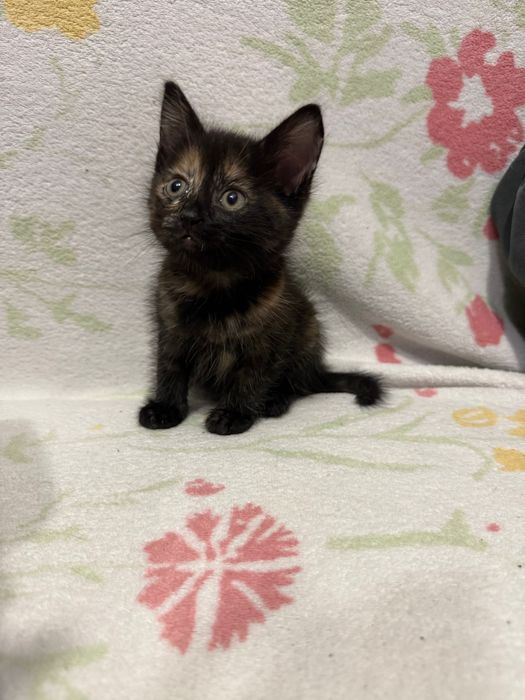 Котенок девочка малышка около месяца ,в добрые руки ручная и ласковая