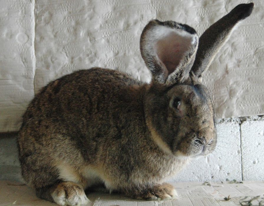 Iepuri uriaș German vârsta de 6 luni