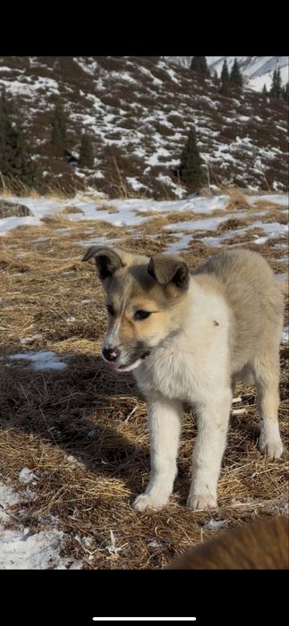 Щенок в добрые руки