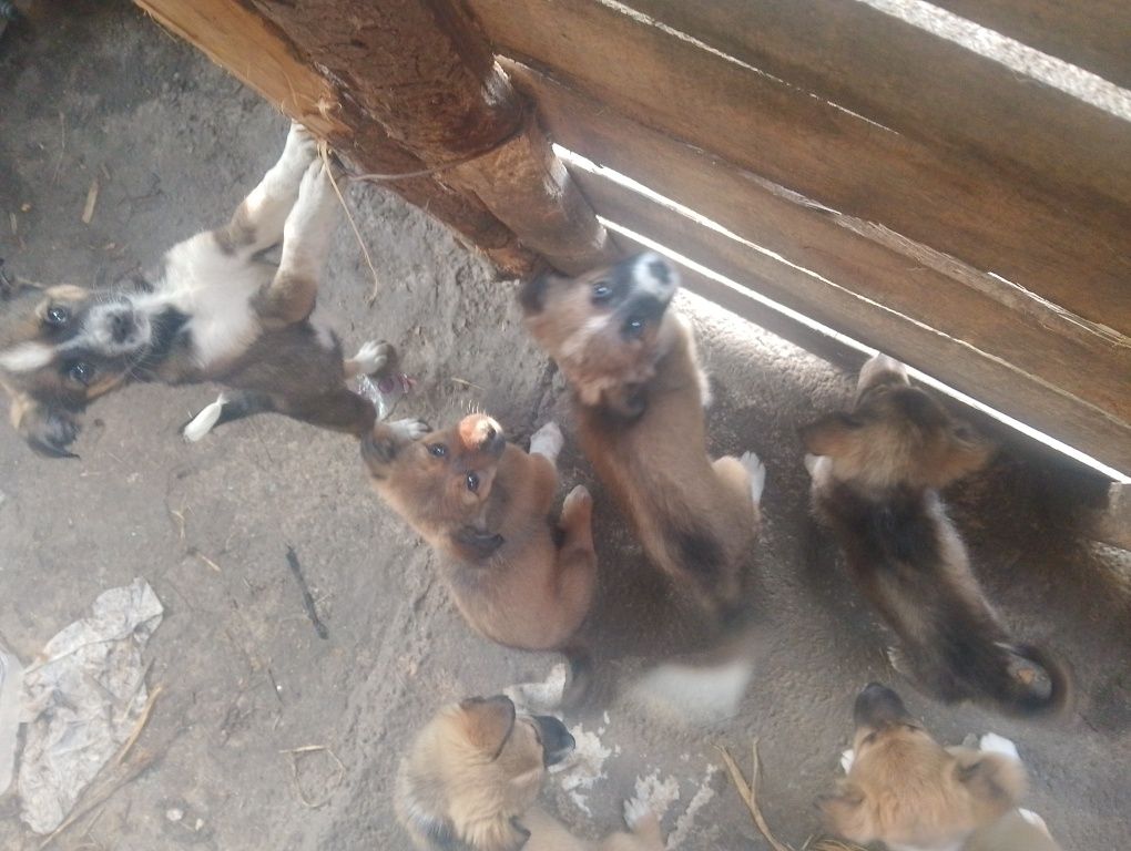 Dau la adopție 6 câini mici și jucăuși