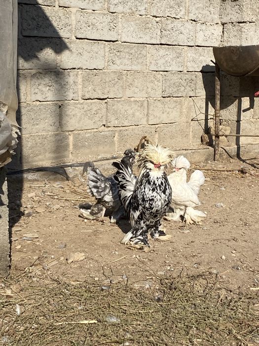 Карески япончалар сотилади