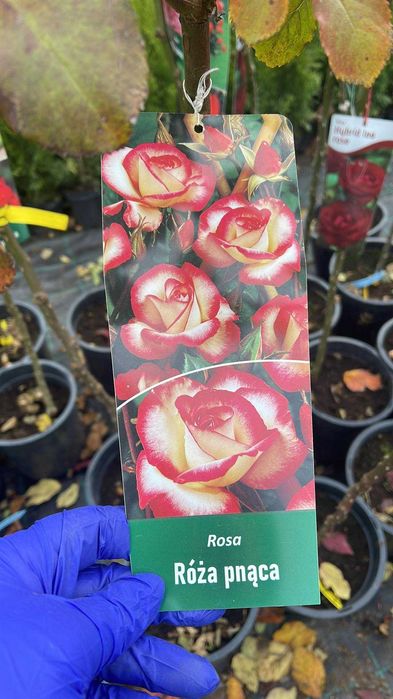 Trandafiri copac inaltime 100-120cm