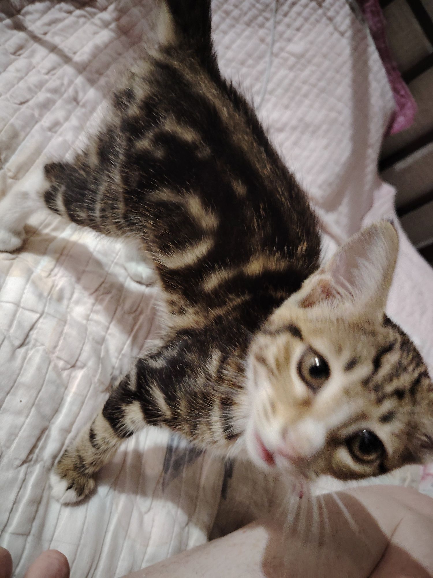Отдам котёнка мальчик.
