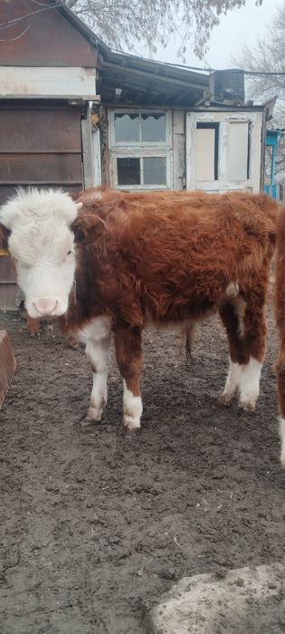 Продам телят этого года