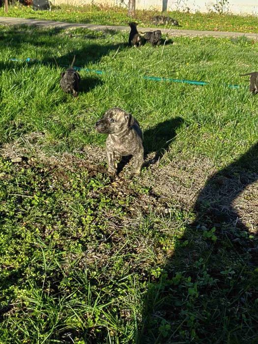 Кучета -Перо де преса канарио