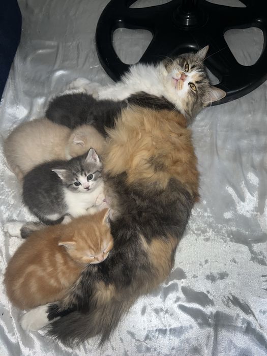 Кичкинтойла сотилади 500.000