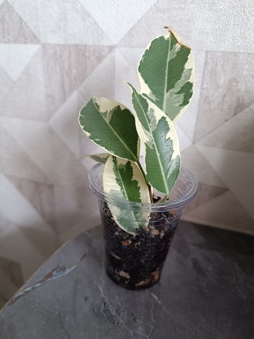 Фикус Бенджамина Лакия