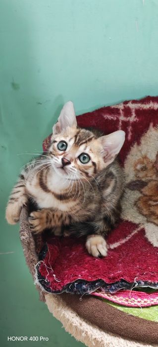 Бенгальские котята