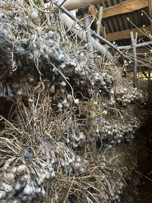 Usturoi românesc de grădină – natural, fără tratamente