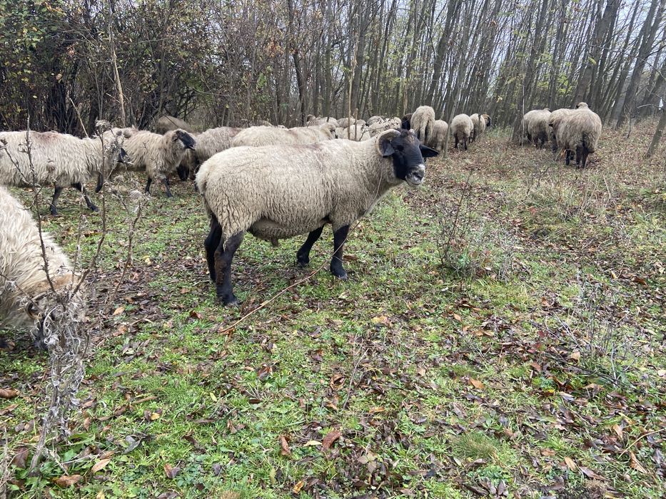 Vand berbec de 4 ani rasa carne