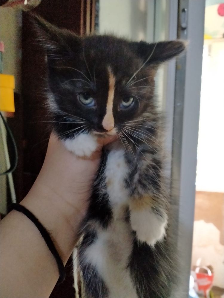 Котята бесплатно