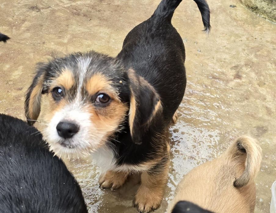 Donez pui câini talie mica - cățeluși