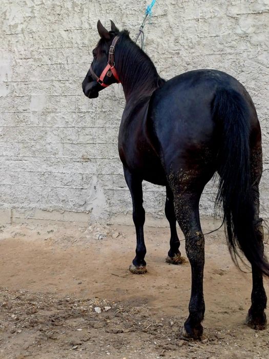 De vânzare iapă învârtă de doi ani iapă este și gestantă