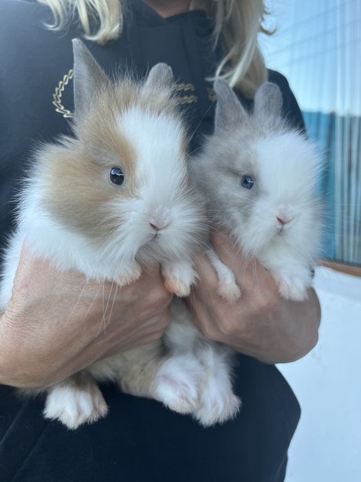 малки декоративни зайчета