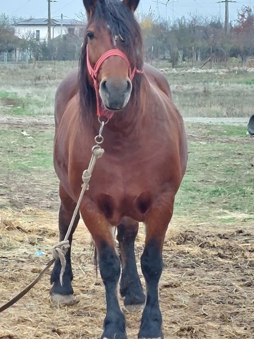 Vand o pereche de iepe murgi cu manza de 6 luni