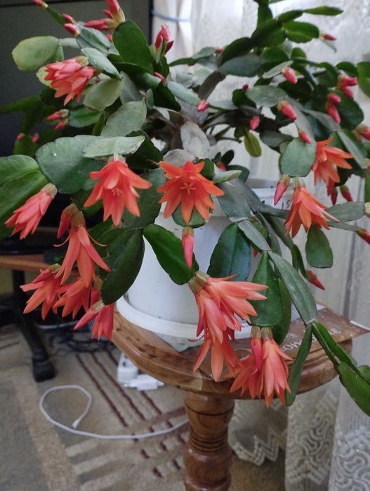 Комнатные цветы.