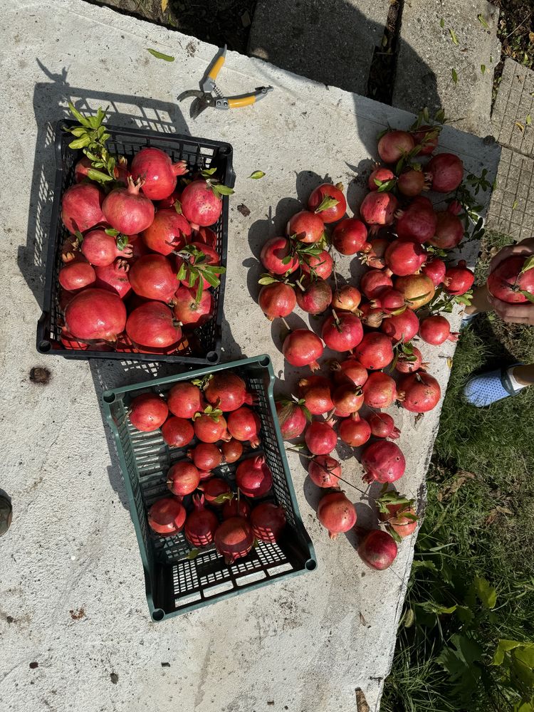 Продавам дръвчета едроплоден нар