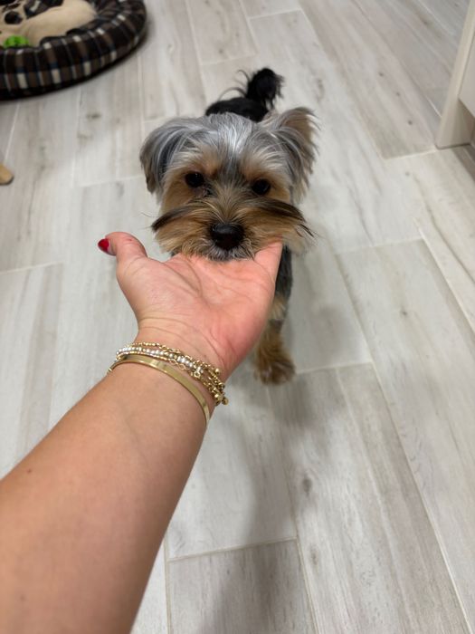 Йоркширски териер