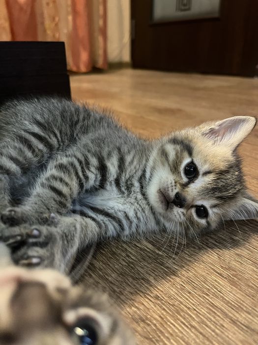 Отдам котят. В добрые руки.