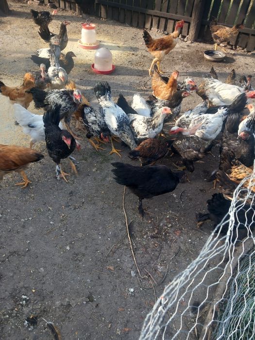 Vând pasari metis de brahma și garlejate