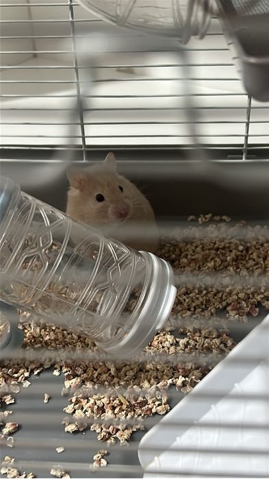 Продается хамяк