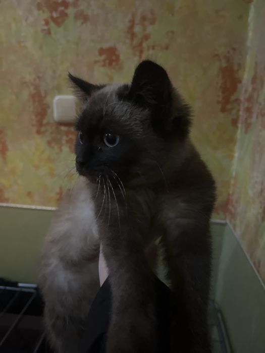 Кому нужен котенок . отдам бесплатно