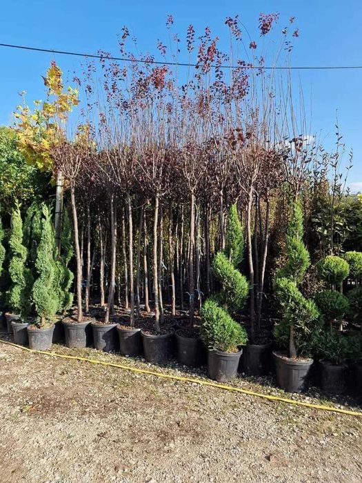 Plante ornamentale deosebite ce atrag atenția tuturor