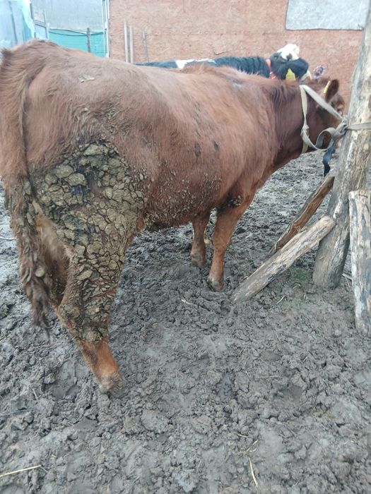 Vând viței de rasă