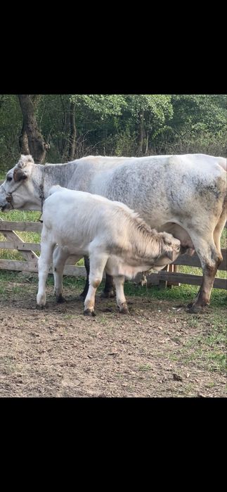 Vaca cu vitel de vanzare