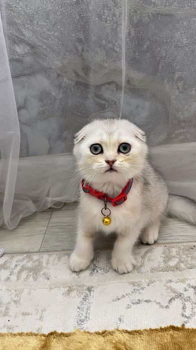 Продаю кошку игривая очень и очень ласковая я сама влюбляюсь  для люби