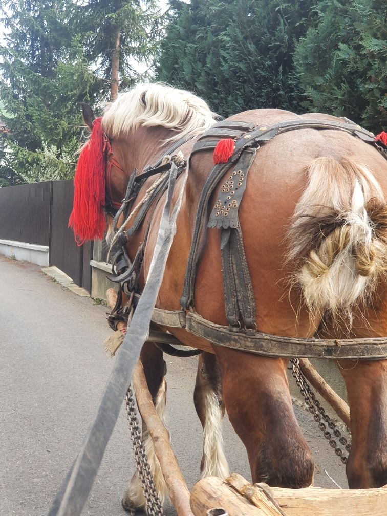 De vânzare manz greu de 3 ani jumate