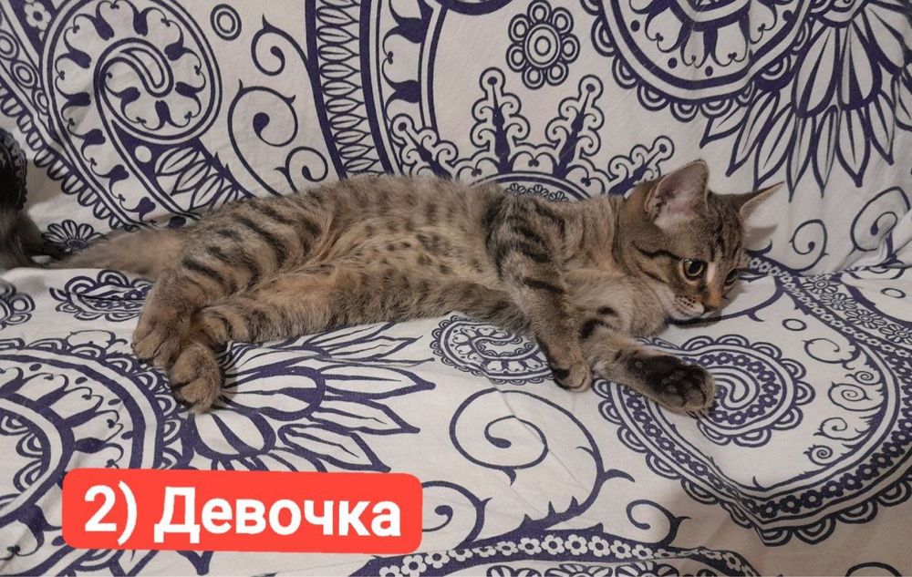 Котята ищут дом и любящих хозяев