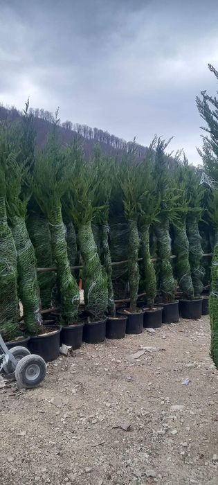 Leylandi cupressus, Livrare gratuita oriunde în Țară