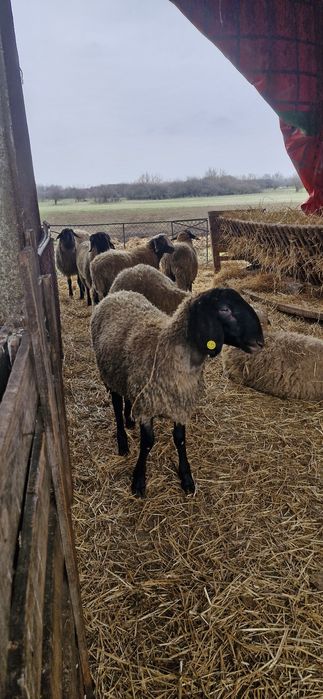 Vand berbecuti de tinut sau de taiat