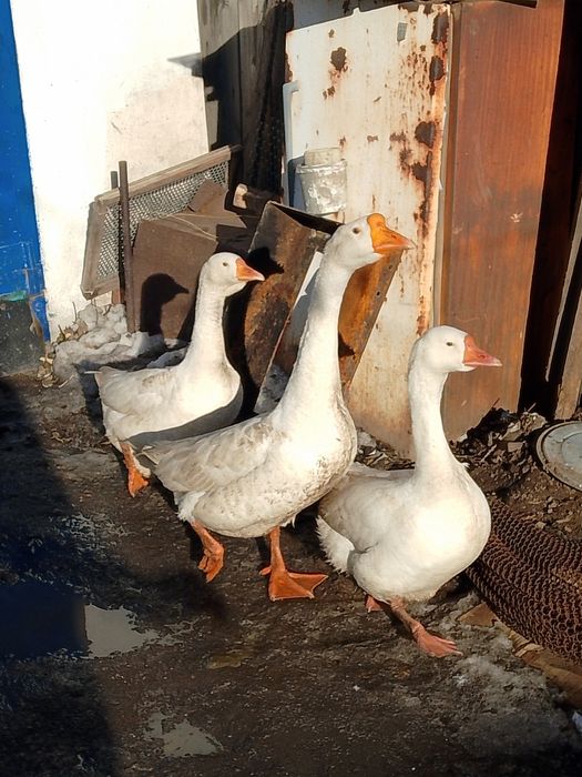 Продам гусей несутся