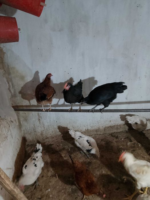 Tovuqlar sotiladi