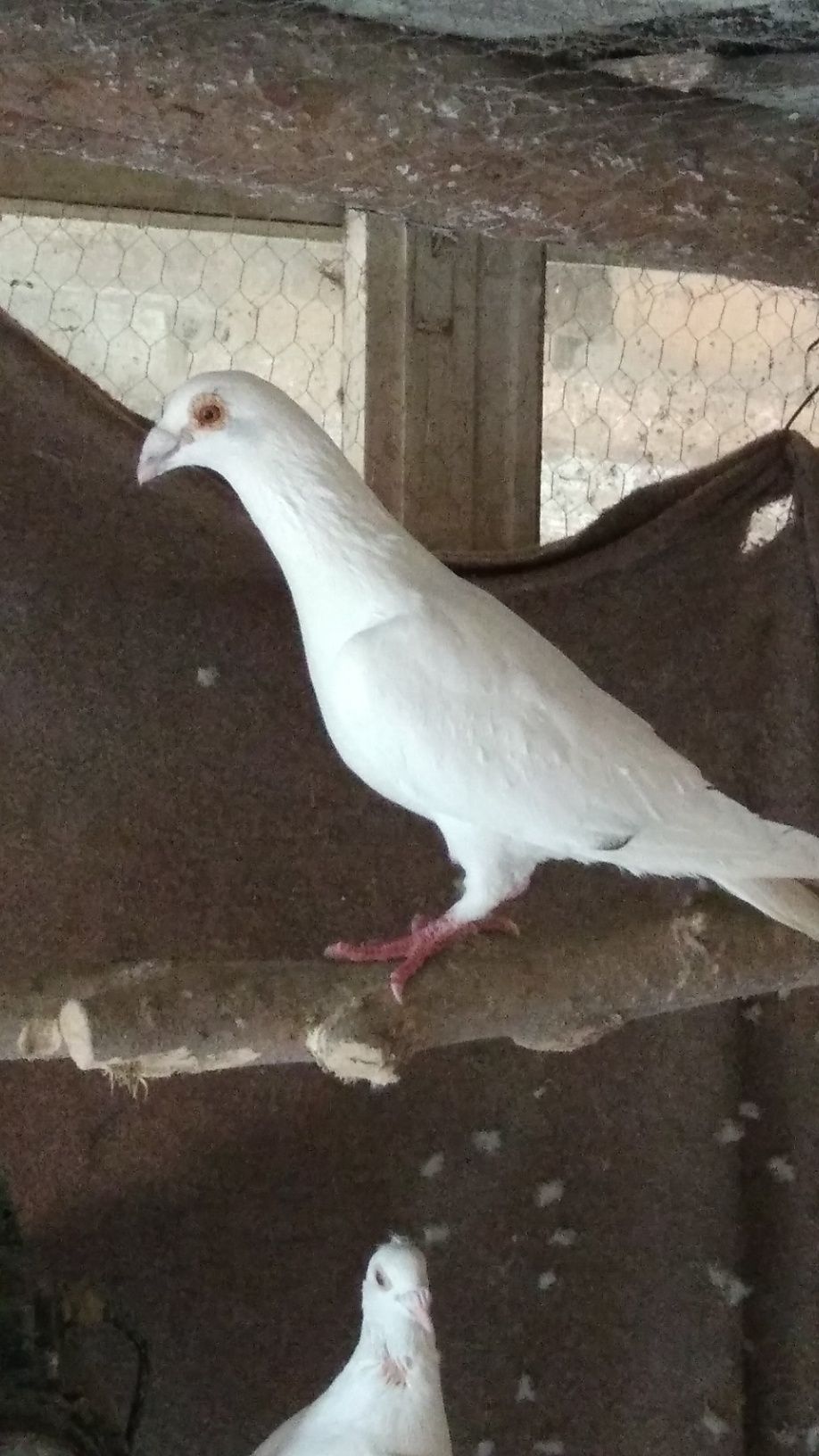 Porumbeii albi poste