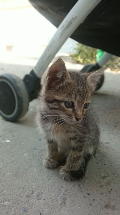 Котята, Отдам даром