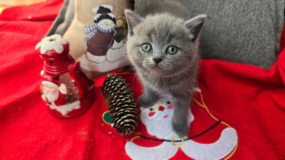 Британски късокосмести котета