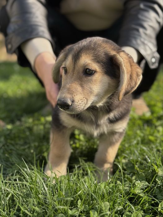 Щенки с прививками ищут дом