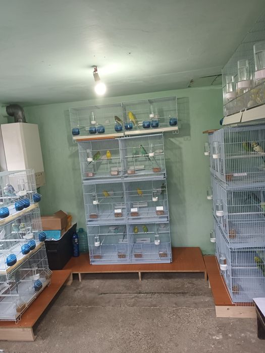 Papagali Perusi blanzi,deosebiti, sanatosi,culori diverse