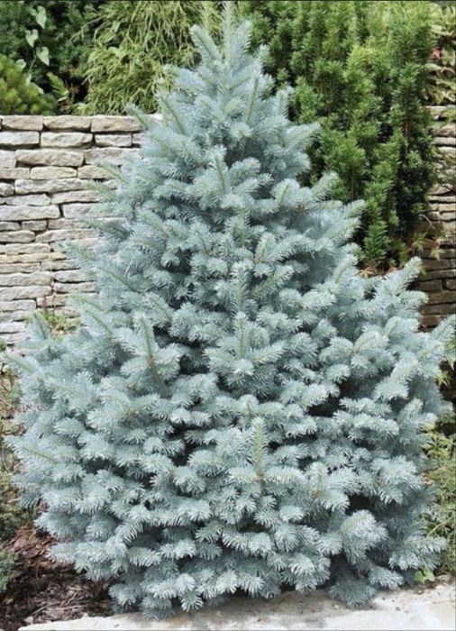 Vand brazi de craciun