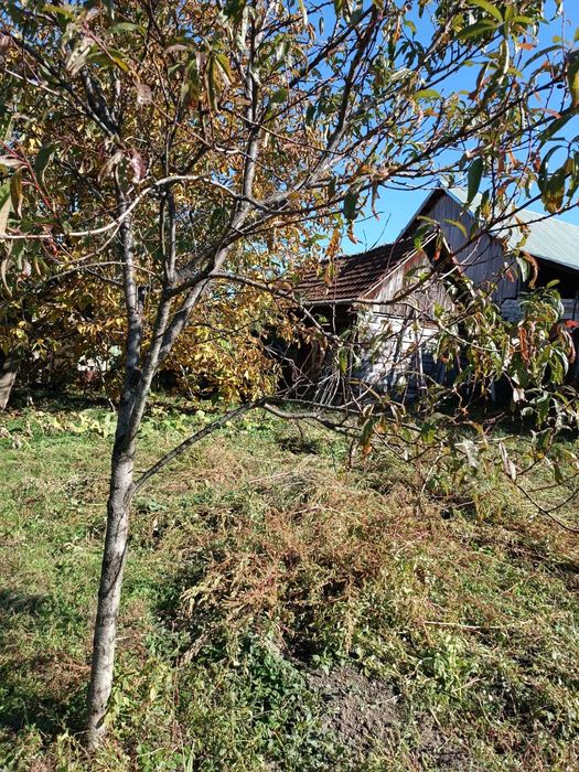 Casă de vânzare în Târnova, jud. Caraș-Severin – 3 camere, teren 1079