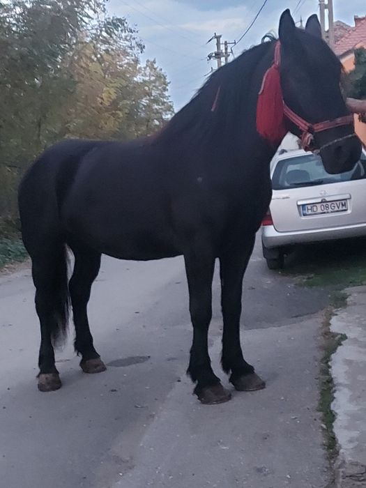 Vând Mânză de 3 ani.