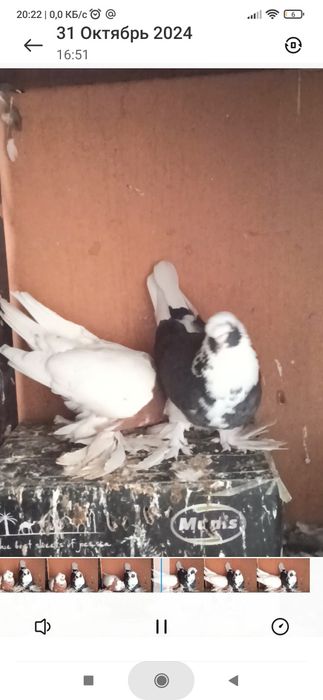 Кабутар кафтар Голуб