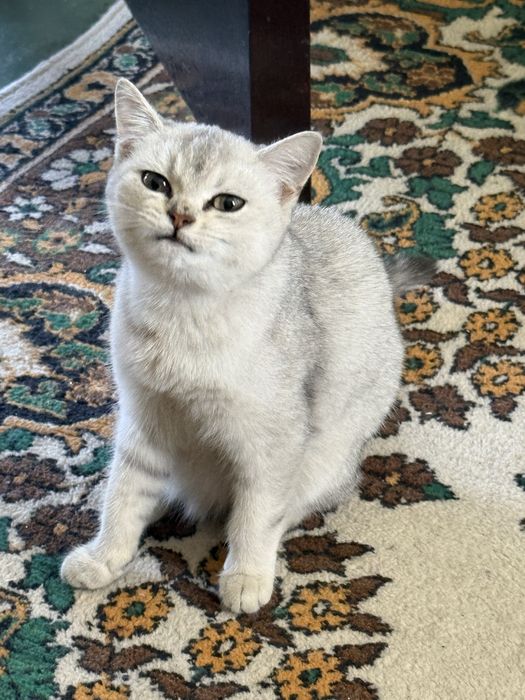 Продается Серебристая Шиншилла чистокровная