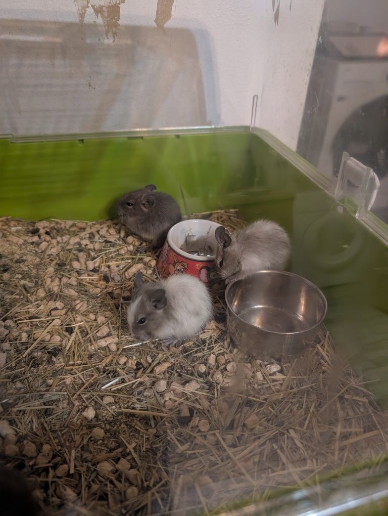 Vând pui de veverițe degu