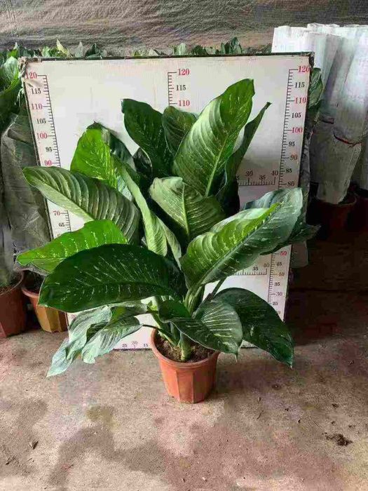 Алоказия лангилоба гигантика