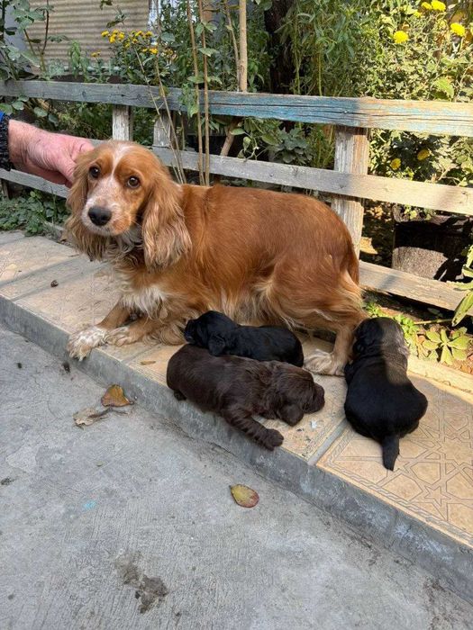 Продаются щенки кокер спаниеля